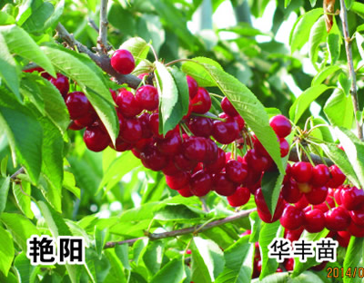 艷陽(yáng)櫻桃苗